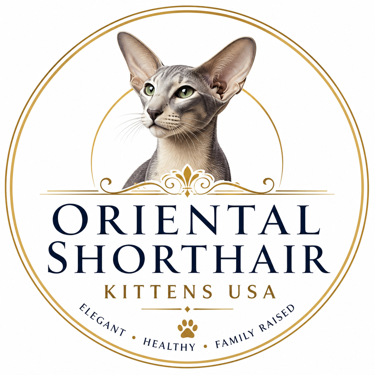 perfectorientalkittens